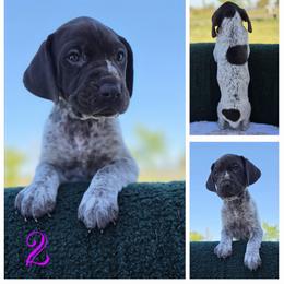German Shorthaired Pointer Puppies from Vladimir Nikolayev