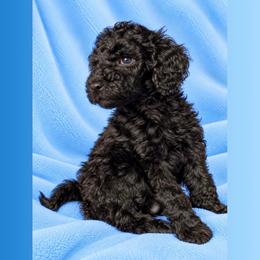 Pepper - Black male Goldendoodle puppy in Sterling, Connecticut from Justine’s Retrievers and Doodles, LLC