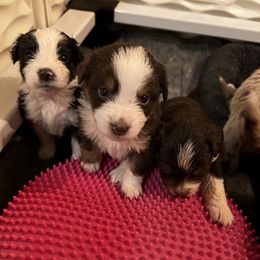 Rye - Red tri-color Miniature American Shepherd puppy in Phoenix, Arizona from Outlaw Minis