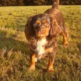 Indy - Cavalier King Charles Spaniel