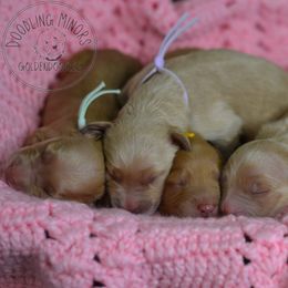 Goldendoodle Puppies from Doodling Minors