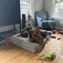 Boxer Puppies from Angela's Boxers