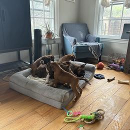 Boxer Puppies from Angela's Boxers