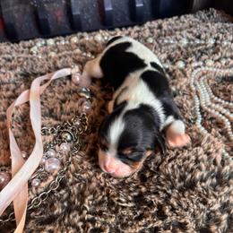 Arctic - Tri-color female Cavalier King Charles Spaniel puppy in Ore City, Texas from Castle Grogan Cavaliers