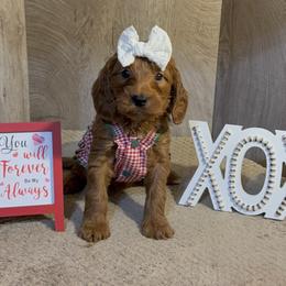 Bella - Red  female Goldendoodle puppy in Valdosta, Georgia from Designer Doodles of South GA