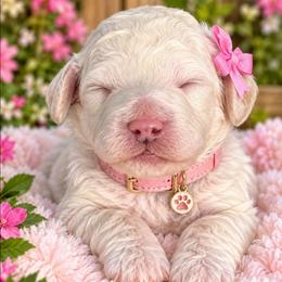 Lucy - White female Bernedoodle puppy in Vernon, Texas from Sugarland's Texas Goldendoodles