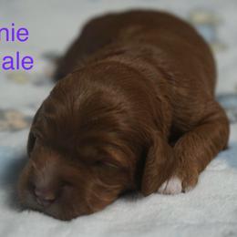 Minnie - Red female Australian Labradoodle puppy in Fontana, California from Glory Labradoodle’s