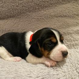 Girl 3 Red - Black and white female Beagle puppy in Crestview, Florida from Alicia's Beagles