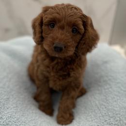 Harley - Red  male Goldendoodle puppy in Kansas City, Kansas from Bella & Ivy’s Mini Goldendoodles of KC