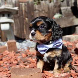 Black & Tan Boy - Black and tan Cavalier King Charles Spaniel puppy in Carlsbad, California from Carlsbad Cavaliers