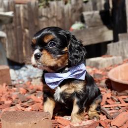 Black & Tan Boy - Black and tan Cavalier King Charles Spaniel puppy in Carlsbad, California from Carlsbad Cavaliers