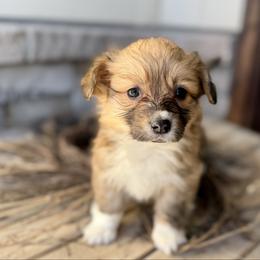 Trixie-White collar female - Red female Pembroke Welsh Corgi puppy in Benjamin, Utah from Nuna’s  Corgis