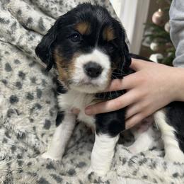 Daniel - Black white and tan male English Springer Spaniel puppy in Battle Creek, Michigan from Eden Springer Spaniels