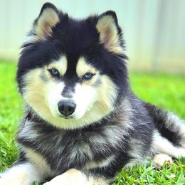 Finn - Pomsky