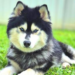 Finn - Pomsky