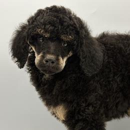 Cyclone - Phantom male Poodle puppy in Wheatland, California from Sapphire Ridge Poodles