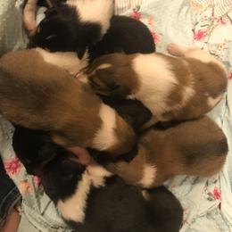Collie Puppies from Regal Lassie's