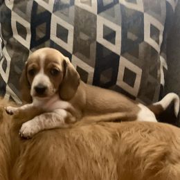 Dachshund Puppies from Wee Doggies Inc Just Dachshunds