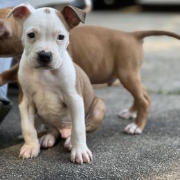 Spot - Red male American Staffordshire Terrier puppy in Monroe, Georgia from Irresistibull Staffords