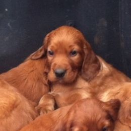 Jack the Christmas Eve Puppy - Mahogany male Irish Setter puppy in Orem, Utah from Rocky Mountain Irish Setters