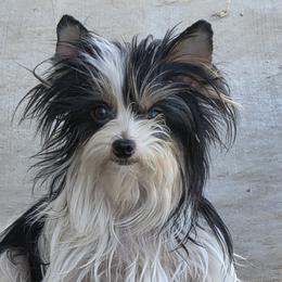 Yorkshire Terrier puppies from Dori's Danes