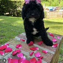 Goldendoodle Puppies from Our Darling Doodles
