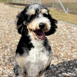 Dove - Bernedoodle