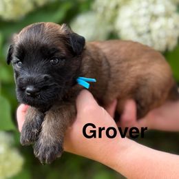 Boy 1 - Wheaten male Soft Coated Wheaten Terrier puppy in Newark, Ohio from Valleydayle Doodles and Wheatens
