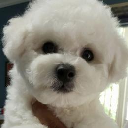 Bichon Frises from Wet Kisses Bichons