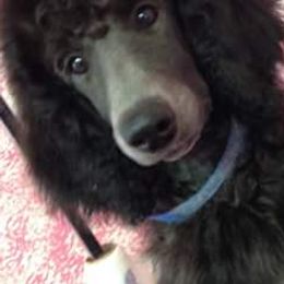 Poodles from Debbie's Standard Poodle Angels