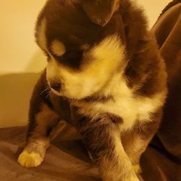 Siberian Husky Puppies from Xk siberians