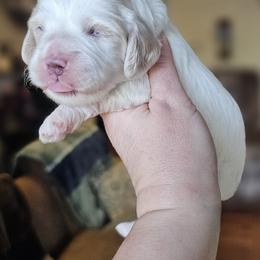 Green Male - Cream male Cockapoo puppy in Mocksville, North Carolina from Hunting Creek Farm & Kennel