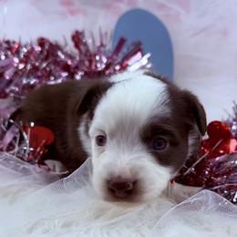 Flurry - Red & white female Miniature Australian Shepherd puppy in Dysart, Iowa from Graceful Acres