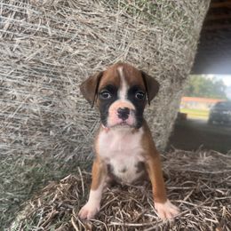 Pink collar - Fawn female Boxer puppy in Center Hill, Florida from Rogers Farm’s Beloved Boxers