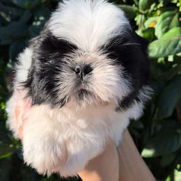 Panda - Black and white male Shih Tzu puppy in El Paso, Texas from Paws Of Beauty