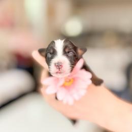 Ariel-light pink - Tri-color female Bernedoodle puppy in Ontario, California from Teddy Doodles & Standard Poodles