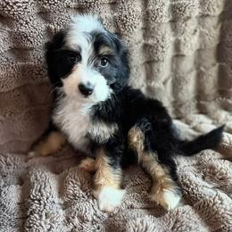 Rogue - Tri-color female Double Doodle puppy in Horseshoe Bend, Idaho from Over the Moon Poodles and Doodles