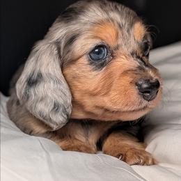 Bella - Dapple female Dachshund puppy in Unadilla, Georgia from Hamsley's Puppy Palace