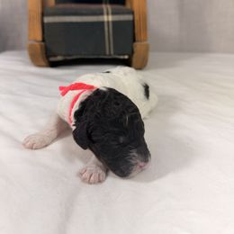 Cupid - Parti female Poodle puppy in Luana, Iowa from Country View Bernedoodles and Goldendoodles