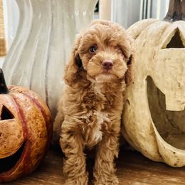 Girl 1 - Red  female Goldendoodle puppy in San Augustine, Texas from Vintage Doodles