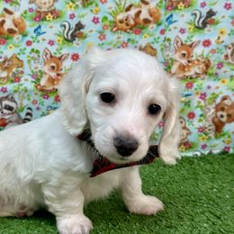 Possum - Piebald male Dachshund puppy in Murfreesboro, Tennessee from Kimbrie's Dream Cream Doxies