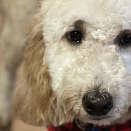 Goldendoodles from Wanda's Goldendoodles