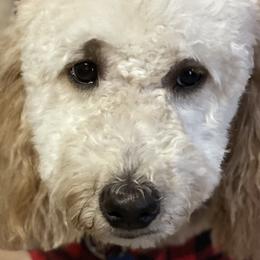 Goldendoodles from Wanda's Goldendoodles