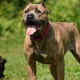 Rogue - Cane Corso