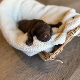 Eclipse - Chocolate male Goldendoodle puppy in Waterford, California from Alvdoodles