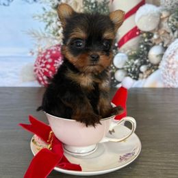 Cyrus 1 Lbs - Blue and gold female Yorkshire Terrier puppy in Cape Coral, Florida from Ruby the poodle