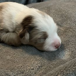 Australian Shepherd Puppies from Forgotten Coast Australian Shepherds