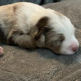 Australian Shepherd Puppies from Forgotten Coast Australian Shepherds