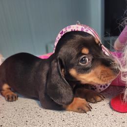 Albert - Black and tan male Dachshund puppy in Randolph, Texas from Spindle's Little Treasures