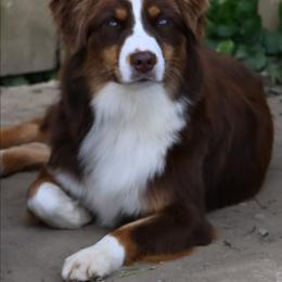 Cherry - Red tri-color female Australian Shepherd puppy in Fultonville, New York from Sandy Aussies, Mini Dachshunds & Pomeranians